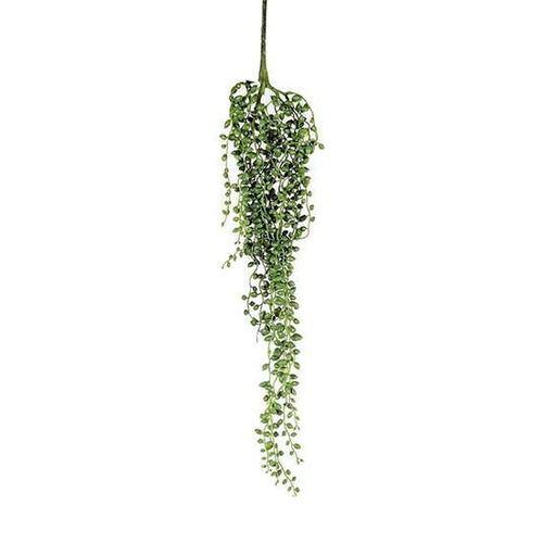 SEDUM HANGING GF60571