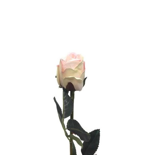 Mini Rose in Champagne GF60615-cham