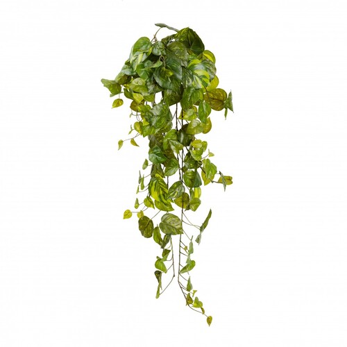 POTHOS HANGING BUSH GF60821-100