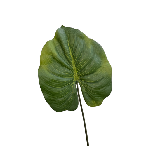 Canna Leaf GF60859