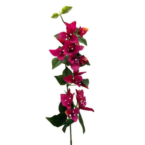 Bougainvillea GF60897