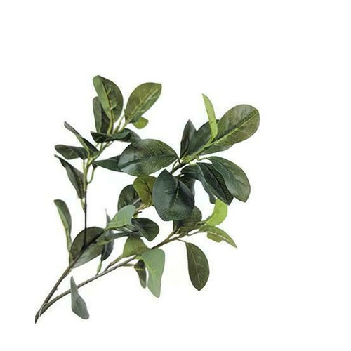 WESTLAND FICUS SPRAY GF80015