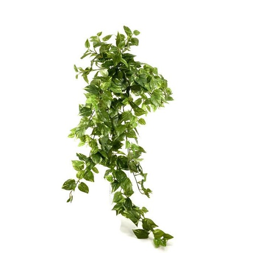 Pothos Hanging bush GF80025-15