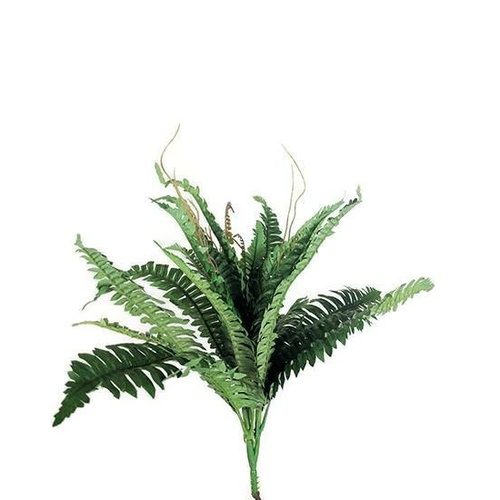 Boston Fern GF80030S