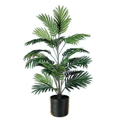 Areca Palm GF80045-3