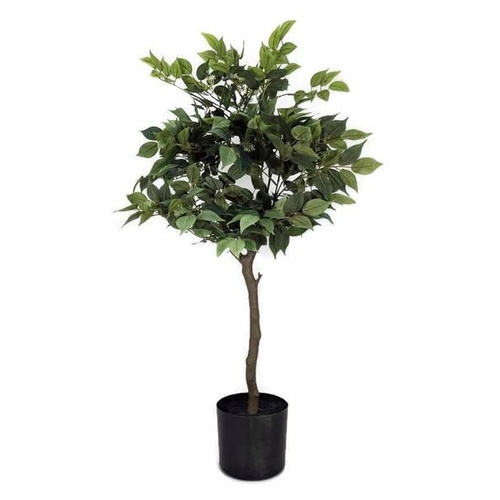 Ficus Tree Small GF80062