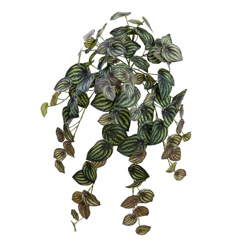 Watermelon Peperomia GF80077-12H