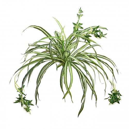spider Plant GF80228