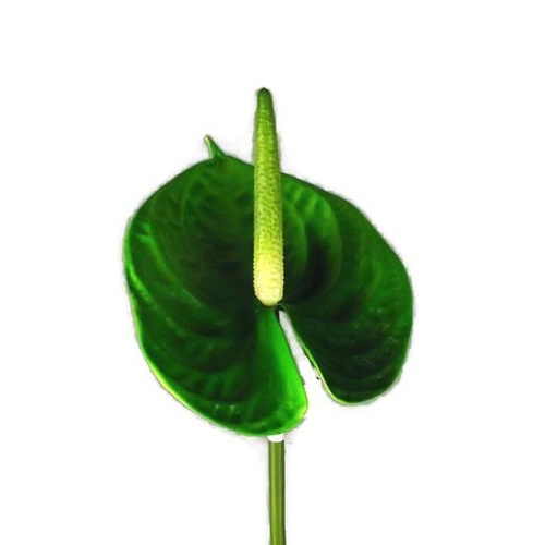 Real touch Anthurium Green GL12290
