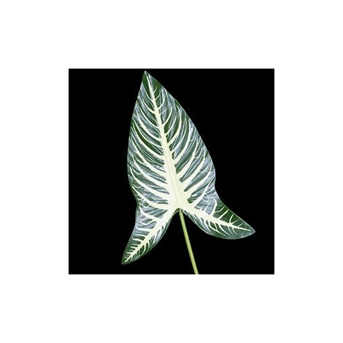 Xanthosoma Leaf GL12296
