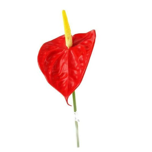 Anthurium / GL12324_Red