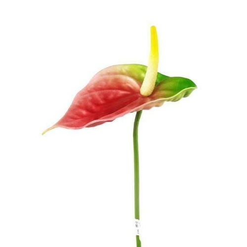 Anthurium / GL12325_Pink & Green