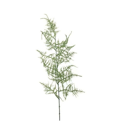 Asparagus Fern GL12533
