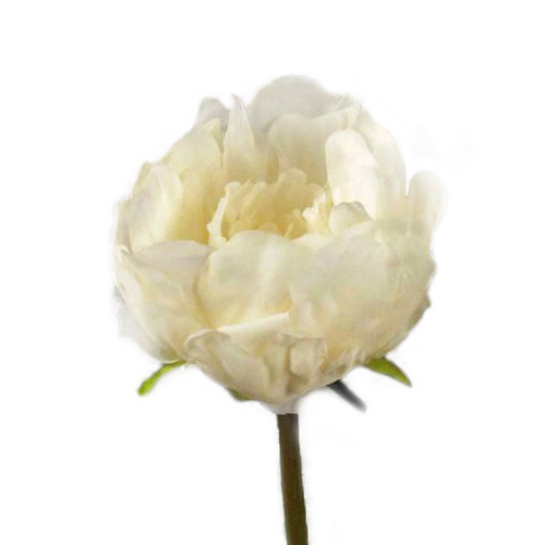 Single Peony GL12543-CR