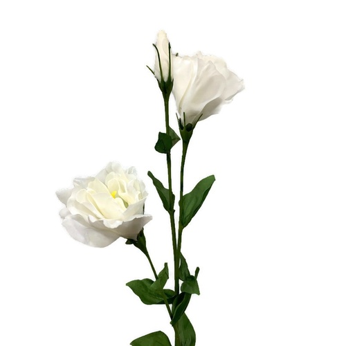 Lisianthus GL12769