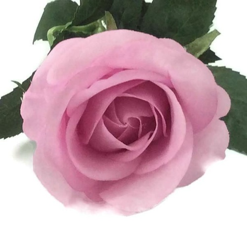 Lavender Real Touch Open Bloom GL12788