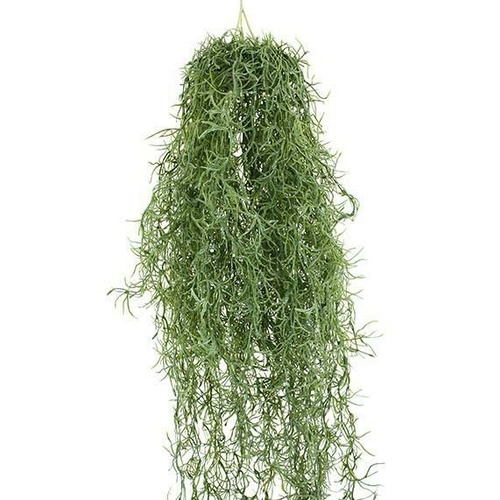 Spanish Moss hanging bush GR146GRN
