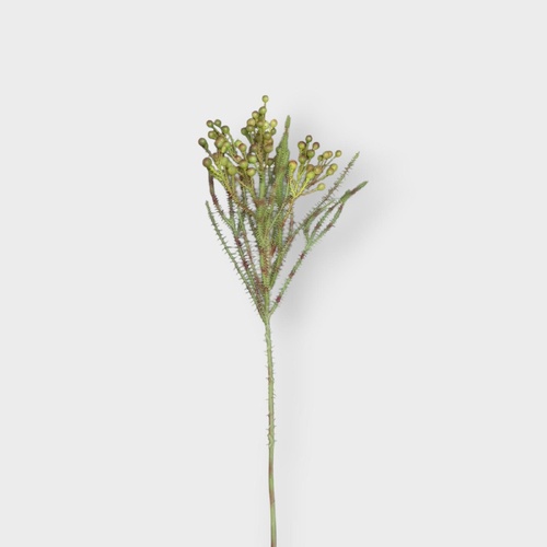 Berzelia Spray GS094GNRD