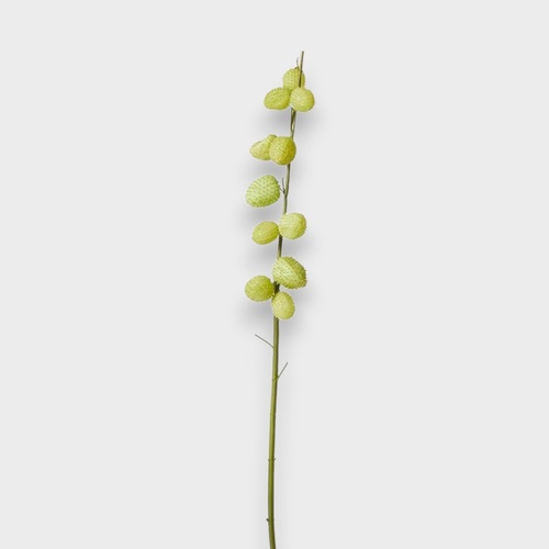 Milk Weed Stem GS214GN