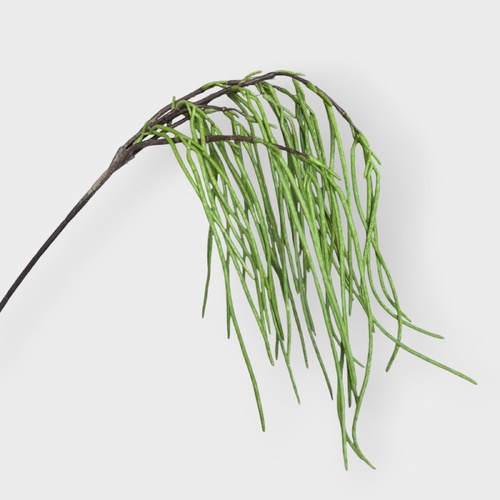 Rhipsalis Hanging Spray GS226GN