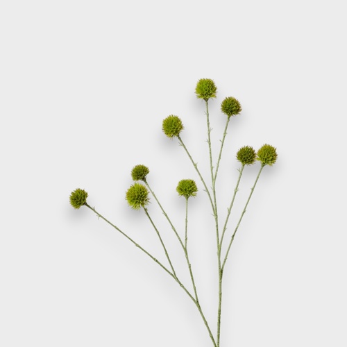 Echinops Ritro Spray GS229GN