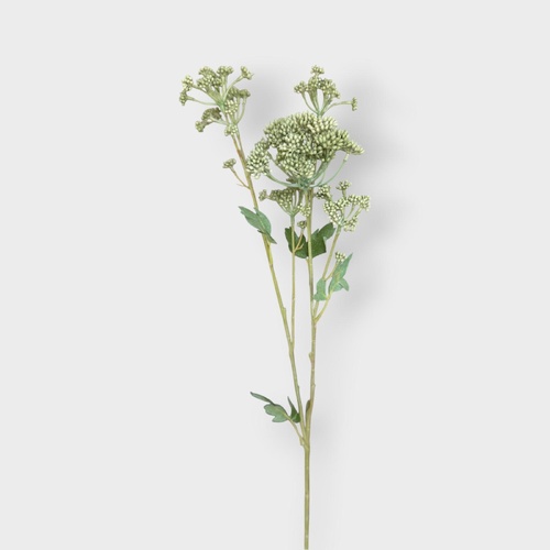 Angelica Seeding Spray GS241GYGN