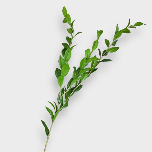 Laurel Leaf Spray GS272GN