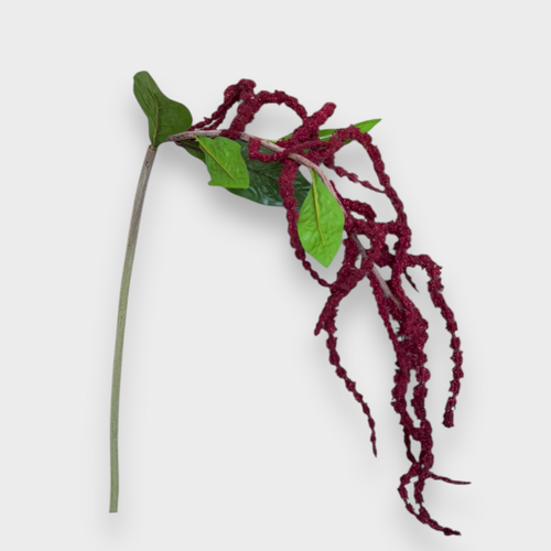 Amaranthus Spray GS277BU