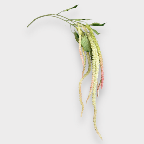 Amaranthus Spray GS279GNPK