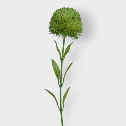 Dianthus Trix GS311GN