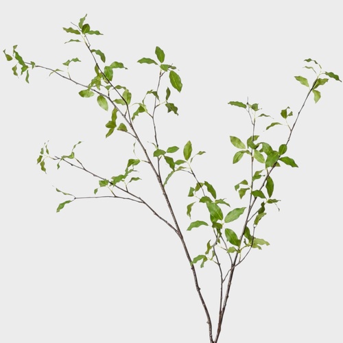 Pittosporum Leaf Branch GSP047GN