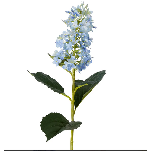 Cone Hydrangea H141B