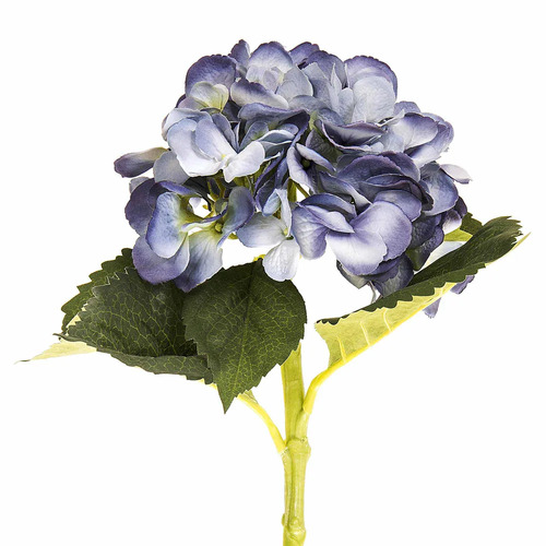 hydrangea H74B
