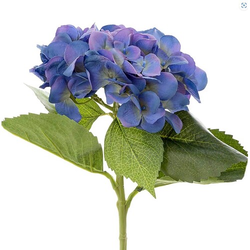 hydrangea H74DB