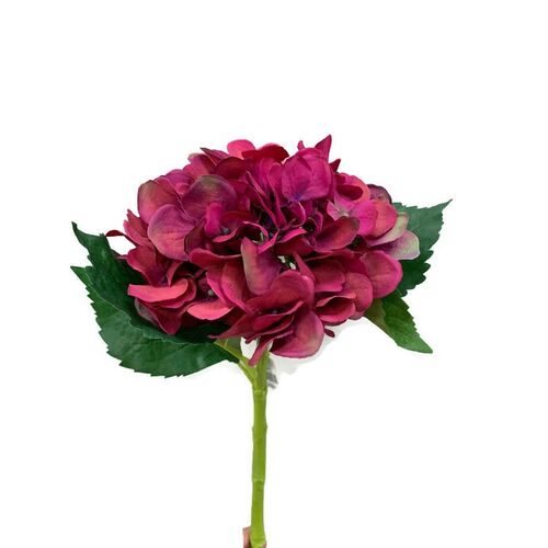 Hydrangea H74DP