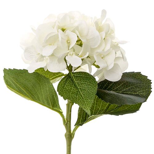 Hydrangea H74W