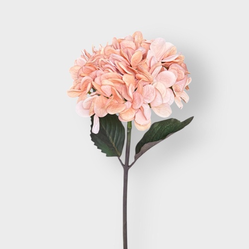 DRIED LOOK HYDRANGEA STEM 48CM APRICOT