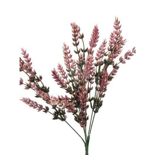 Wheat Ear Bush HF1050-PNK