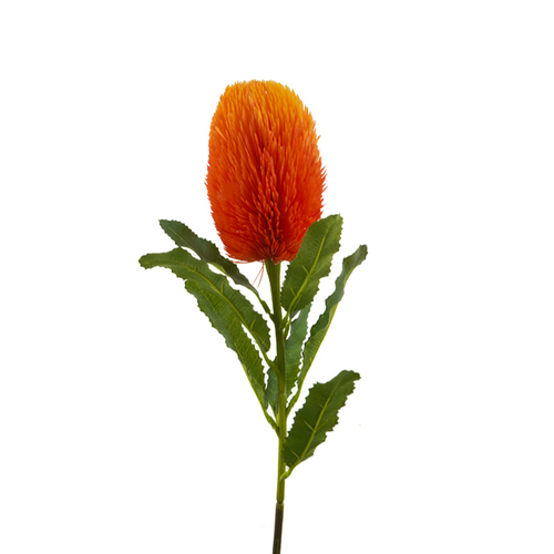 Banksia HF1277ORG