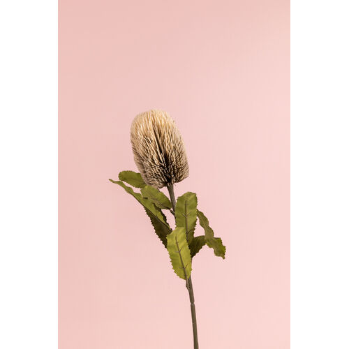 Faux Dried Banksia HF1385CR