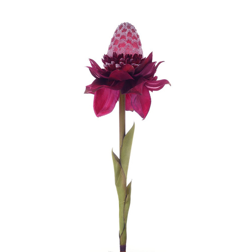 Torch Ginger HF1390MAU