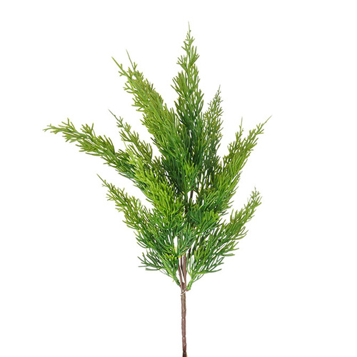 Spruce Pine Christmas Bush HF1416GRN