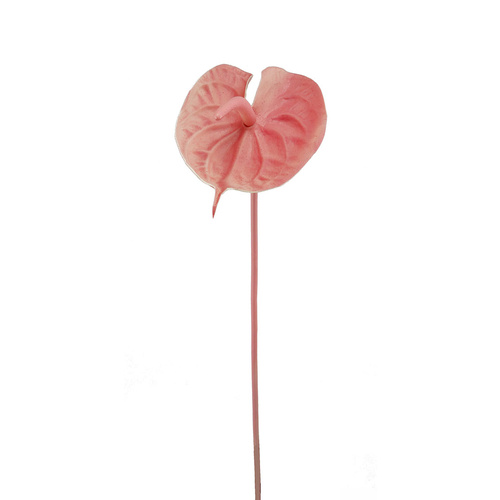 Anthurium HF1457PNK-M