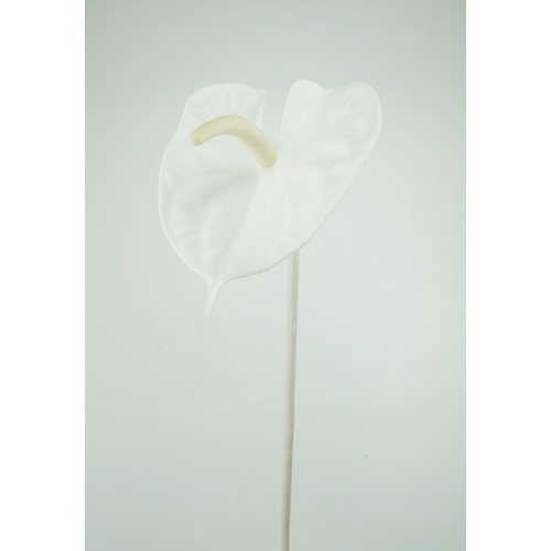 Anthurium HF1457WH-M