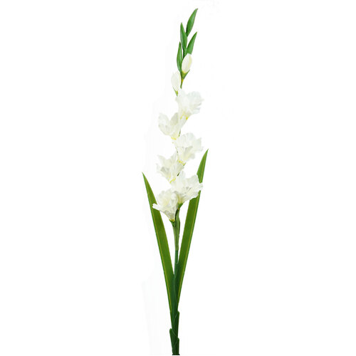 Gladiolus HF1487CRM