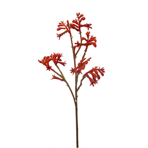 Kangaroo Paw Spray HF1522-ORG