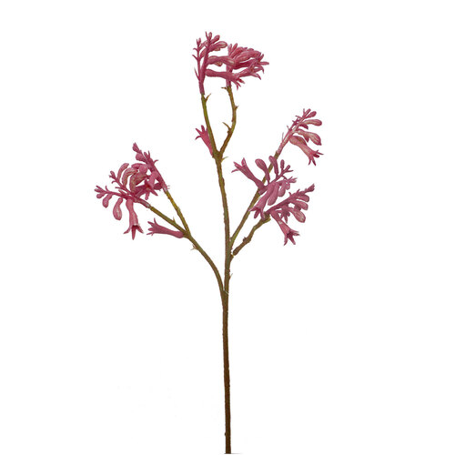 Kangaroo Paw Spray HF1522-PNK