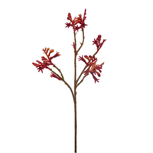 Kangaroo Paw Spray HF1522-RD