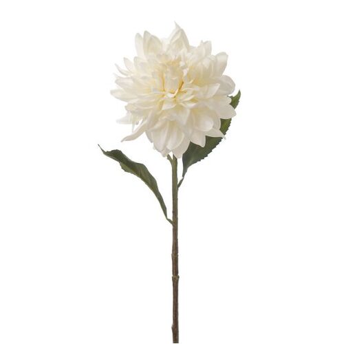Dahlia stem HF1533-CRM
