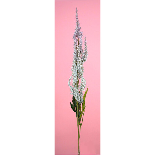 RT Astilbe HF1553BLU